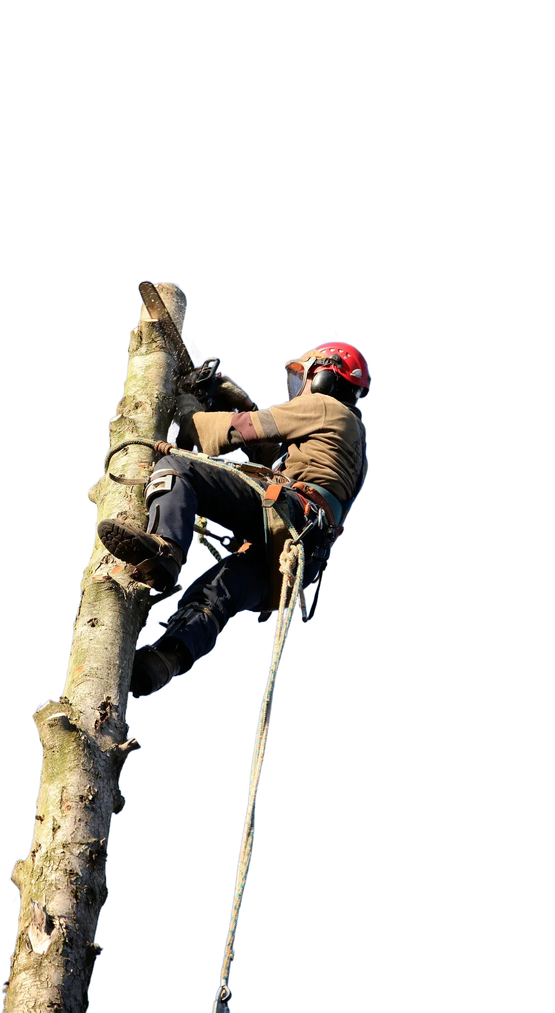 cutting-trees